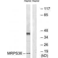 MRPS36
