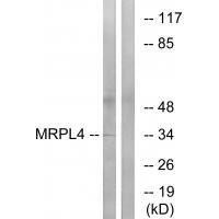 MRPL4