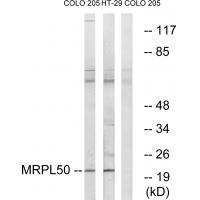 MRPL5