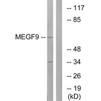 MEGF9