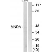 MNDA