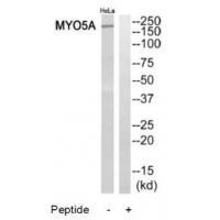 MYO5A