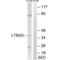 PTGR1