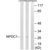 NPDC1