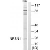 NRSN1
