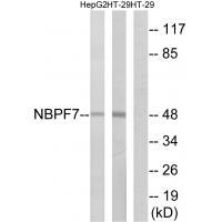 NBPF7