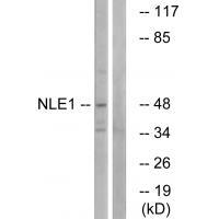 NLE1