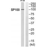 SP100