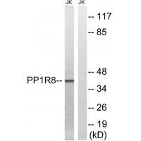 PPP1R8