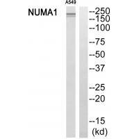 NUMA1