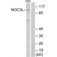 NOC3L