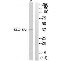 SLC15A1