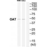 OAT