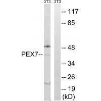PEX7