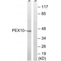 PEX1