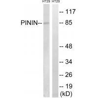 PNN
