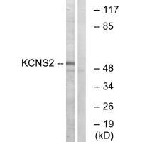 KCNS2