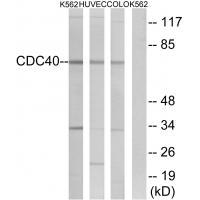 CDC4