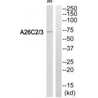 A26C2/3