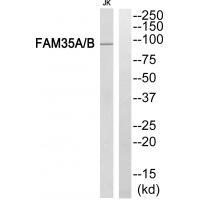 FAM35A/B