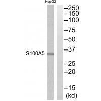 S100A5