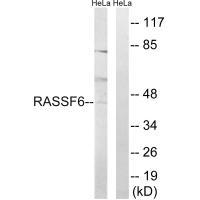 RASSF6