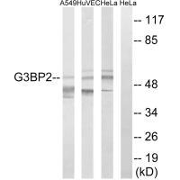 G3BP2