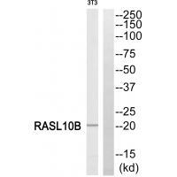 RASL10B