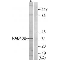 RAB40B