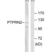 PTPRN2