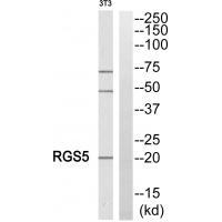 RGS5