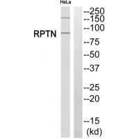 RPTN