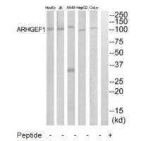 ARHGEF1
