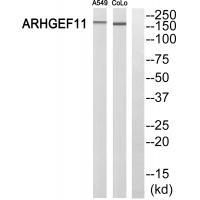 ARHGEF11