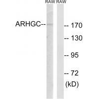 ARHGEF12