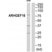 ARHGEF16