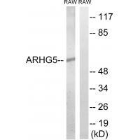 ARHGEF5