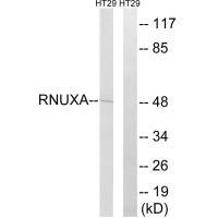 RNUXA