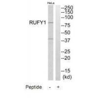 RUFY1