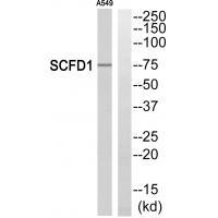 SCFD1