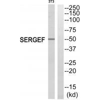 SERGEF