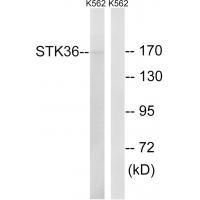 STK36