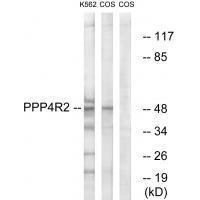 PP4R2