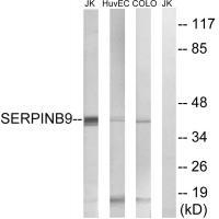 SERPINB9