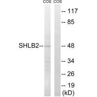 SH3GLB2