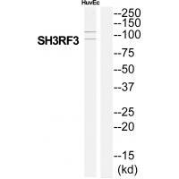 SH3RF3