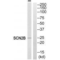 SCN2B