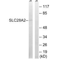 SLC28A2