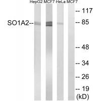 SLCO1A2