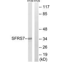 SFRS7